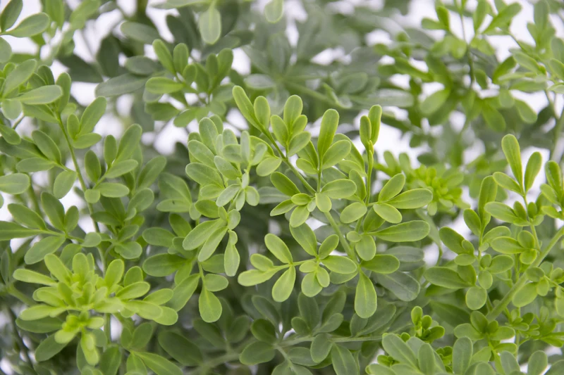 Ruta graveolens