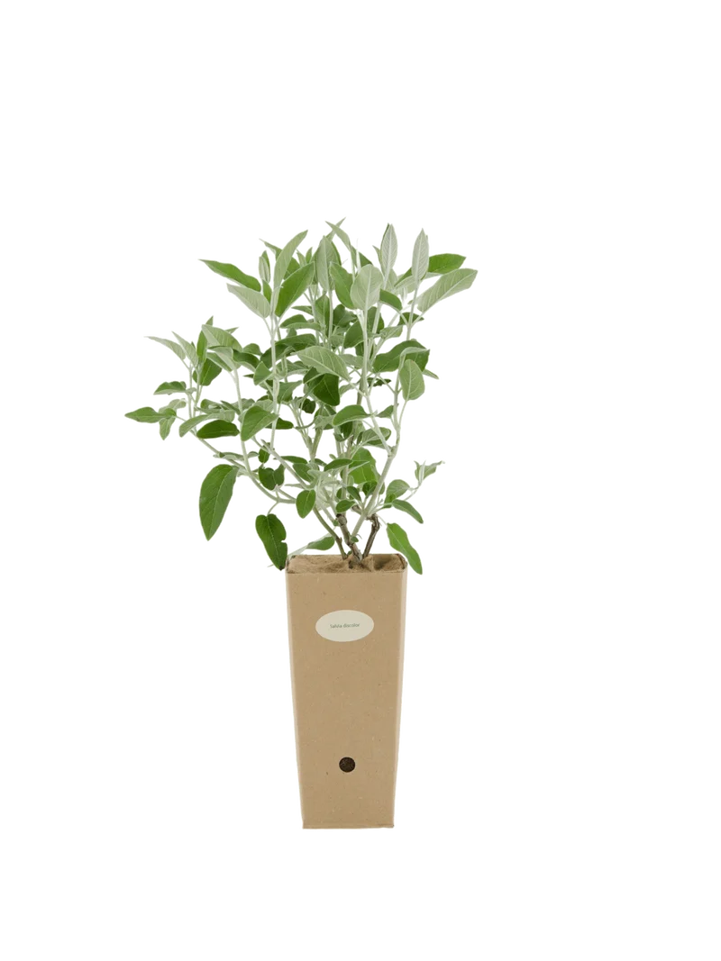 Salvia discolor