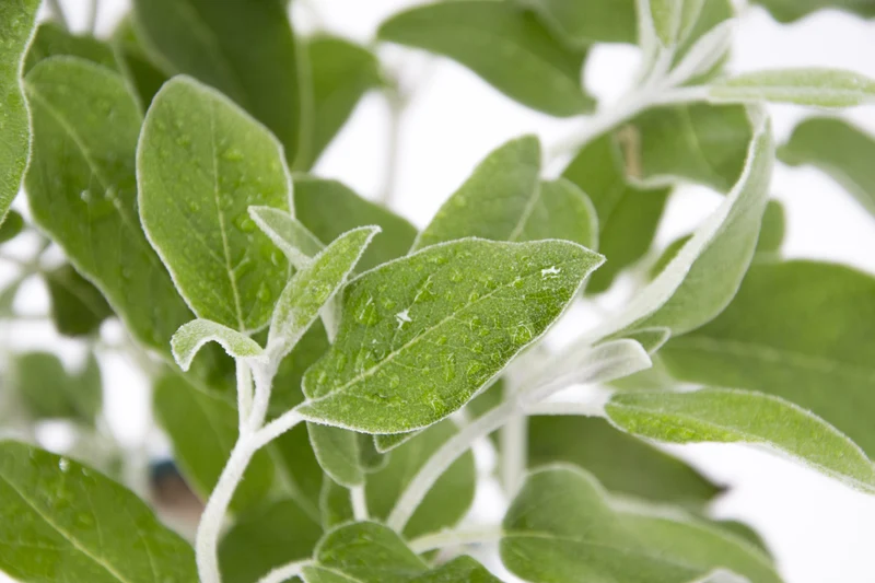 Salvia discolor