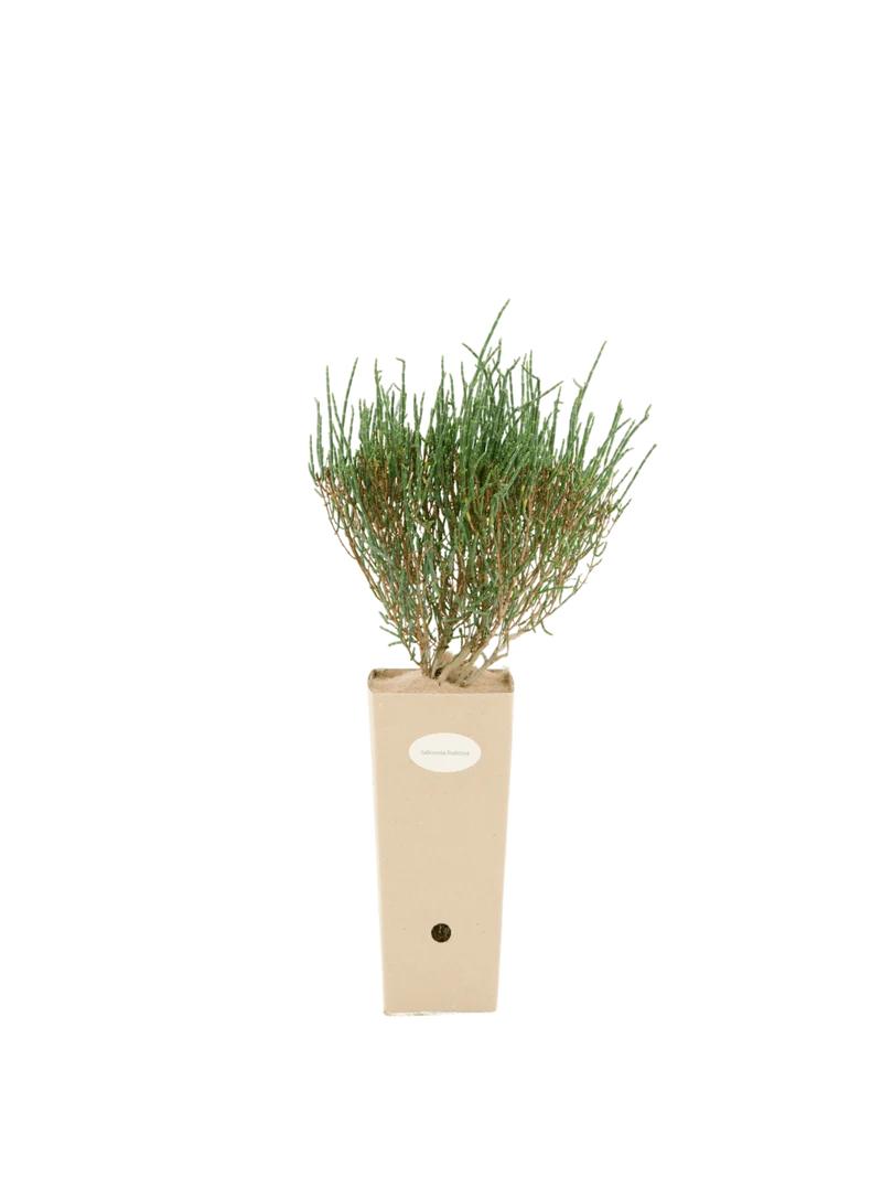 Salicornia fruticosa