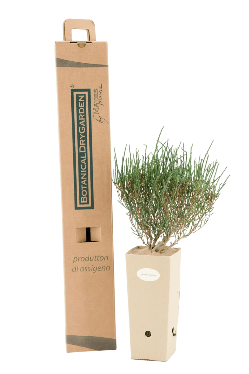 Salicornia fruticosa