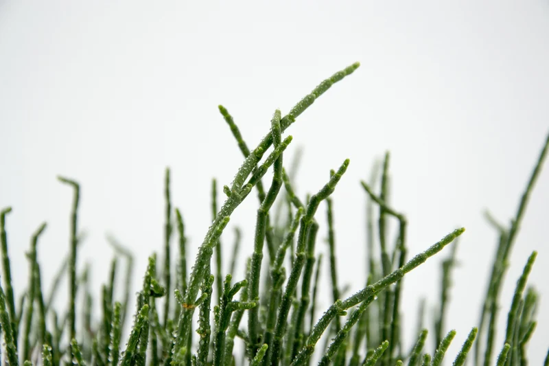 Salicornia fruticosa