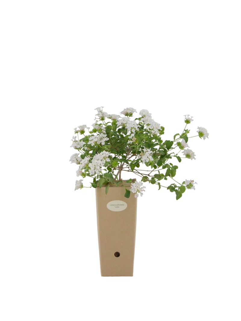 Lantana sellowiana 'Alba'
