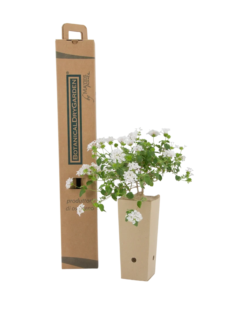 Lantana sellowiana 'Alba'