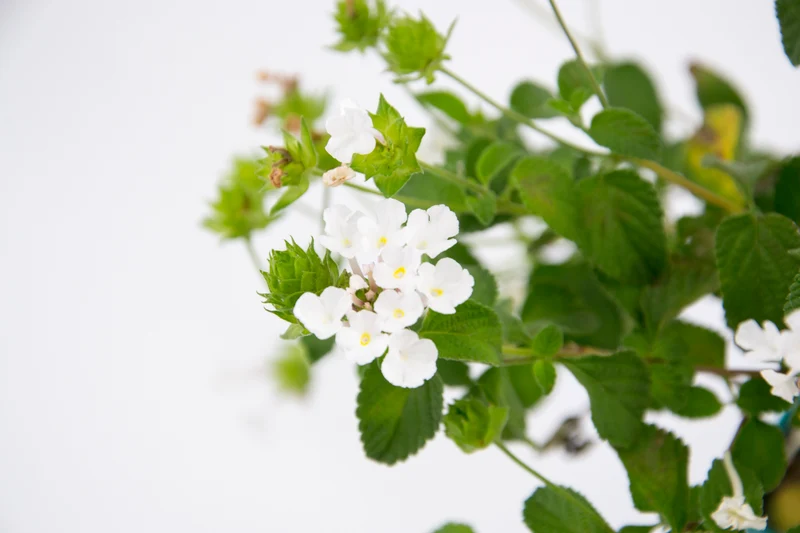 Lantana sellowiana 'Alba'
