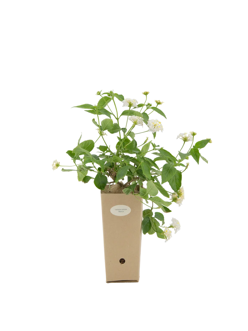 Lantana camara (fiore bianco)