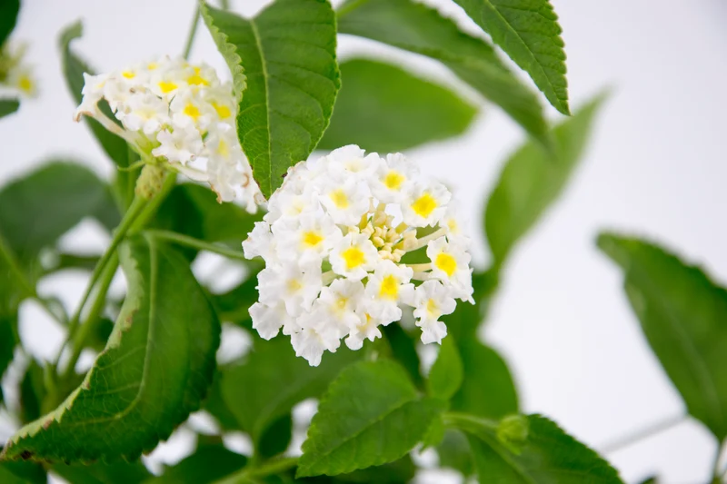 Lantana camara (fiore bianco)