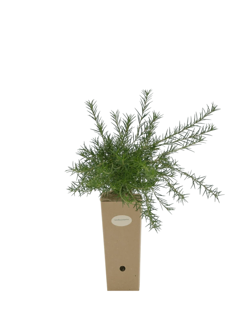 Grevillea juniperina