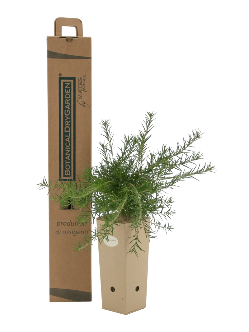 Grevillea juniperina