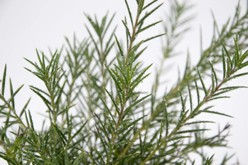 Grevillea juniperina