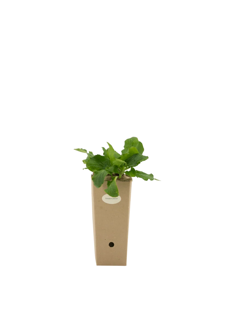 Eryngium planum