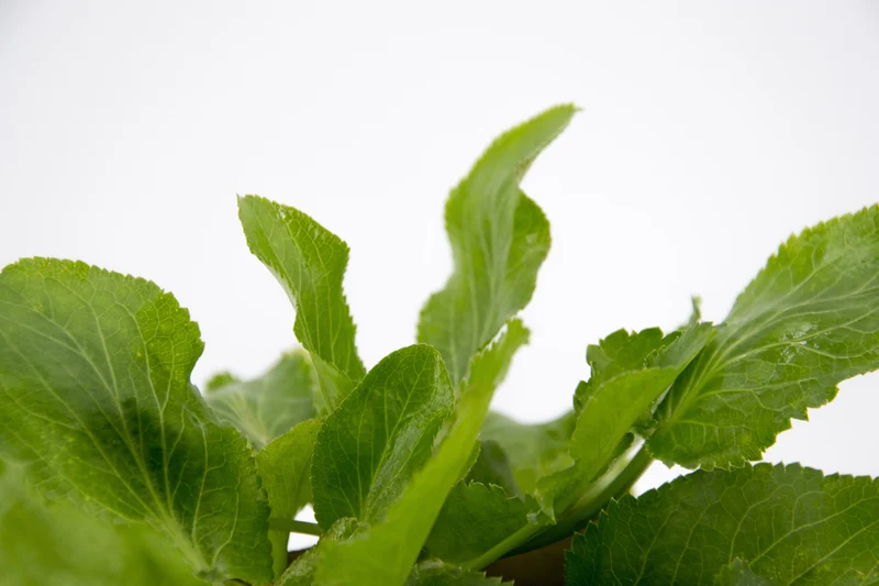 Eryngium planum