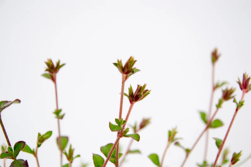 Ceratostigma griffithii