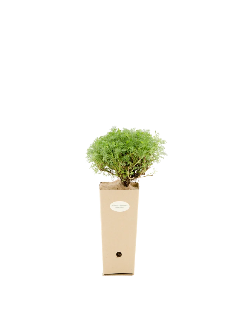Artemisia camphorata