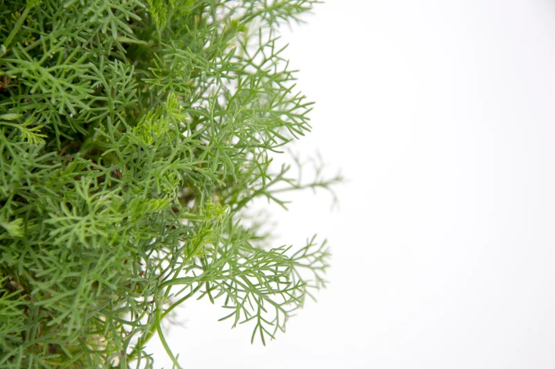 Artemisia camphorata