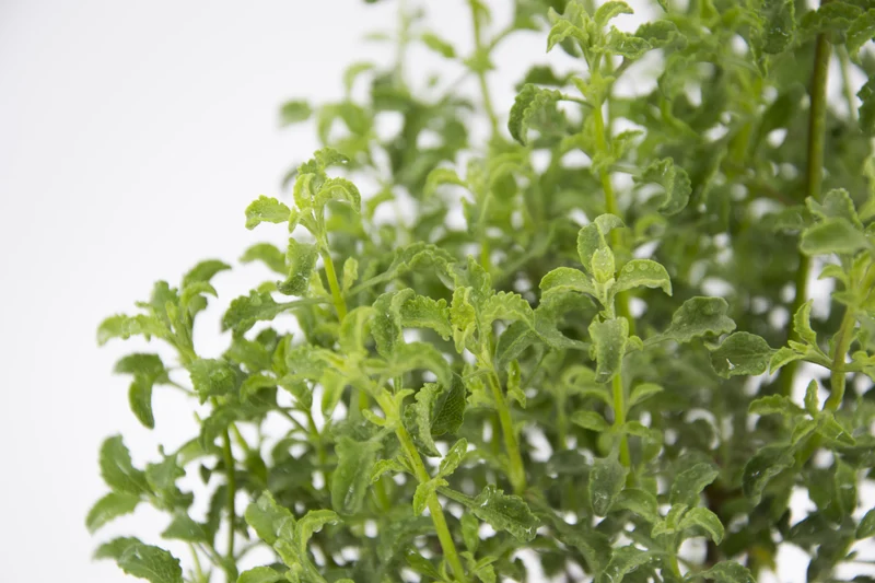 Salvia dentata