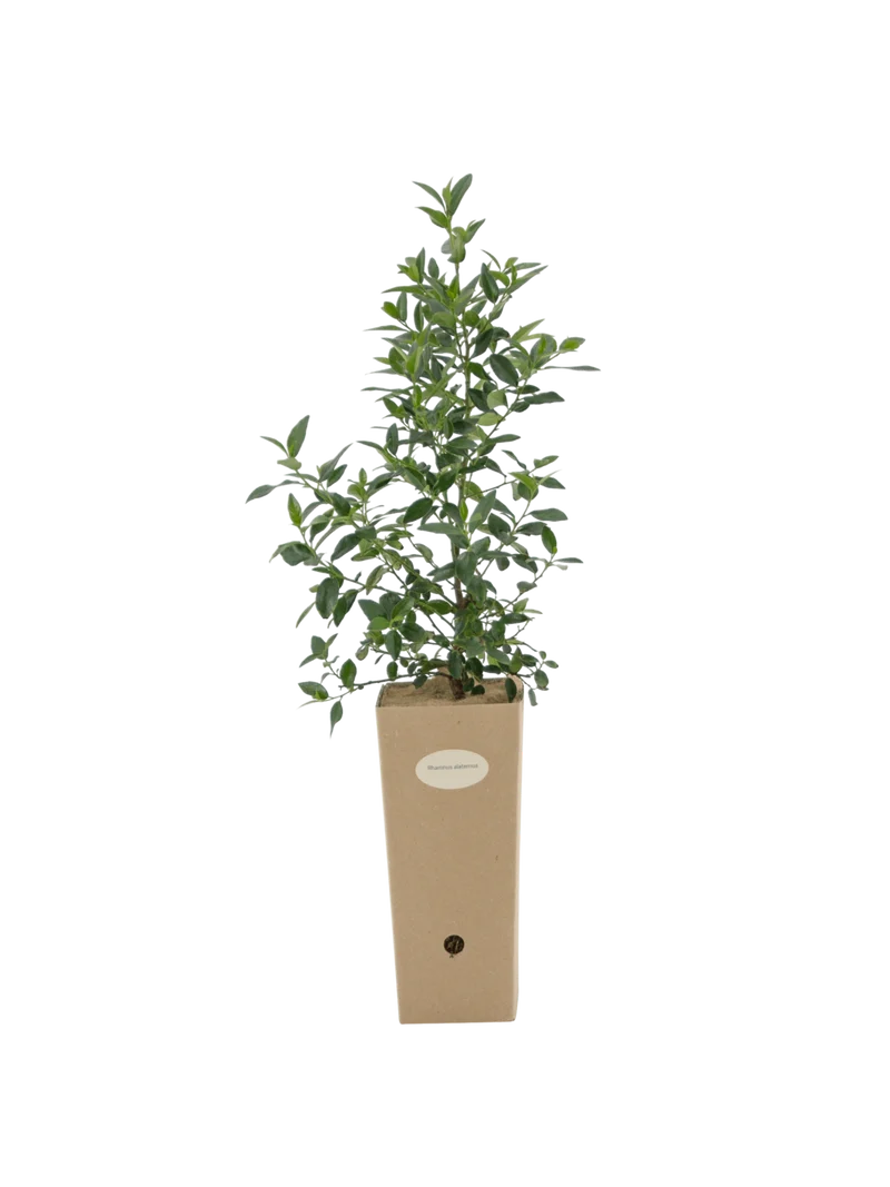 Rhamnus alaternus