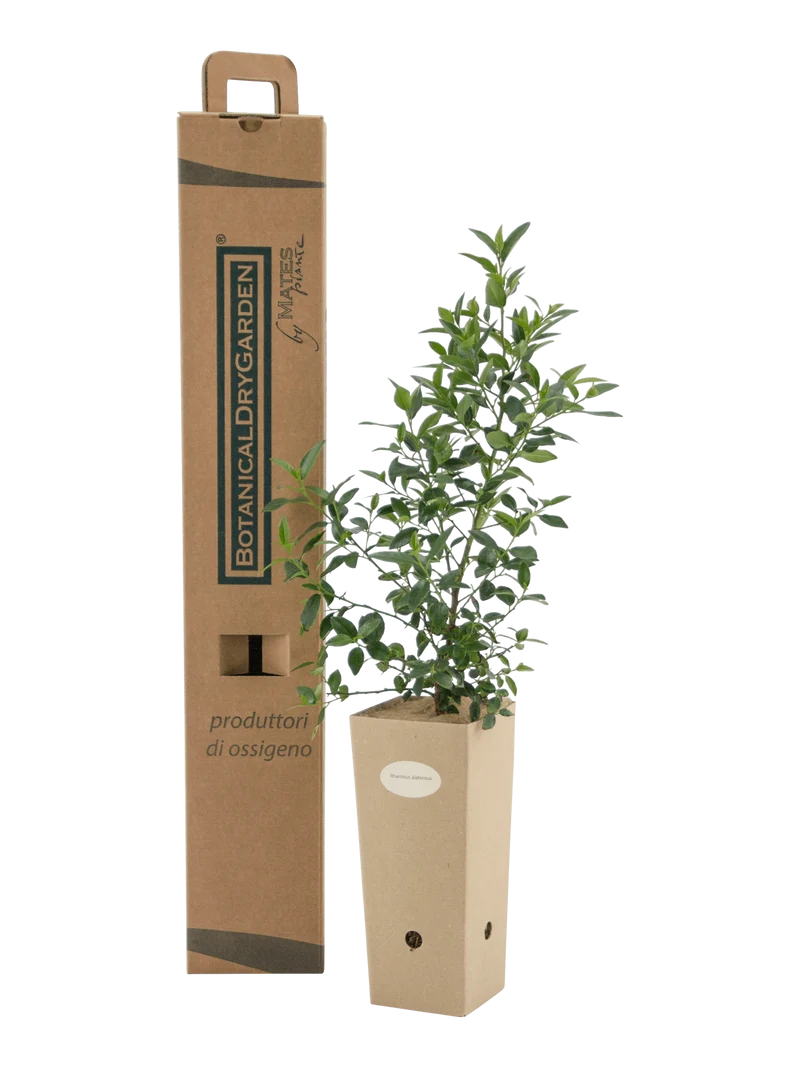 Rhamnus alaternus