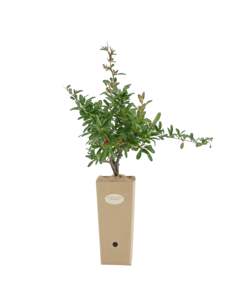 Pyracantha coccinea 'Ventoux Red'