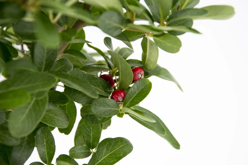 Pyracantha coccinea 'Ventoux Red'