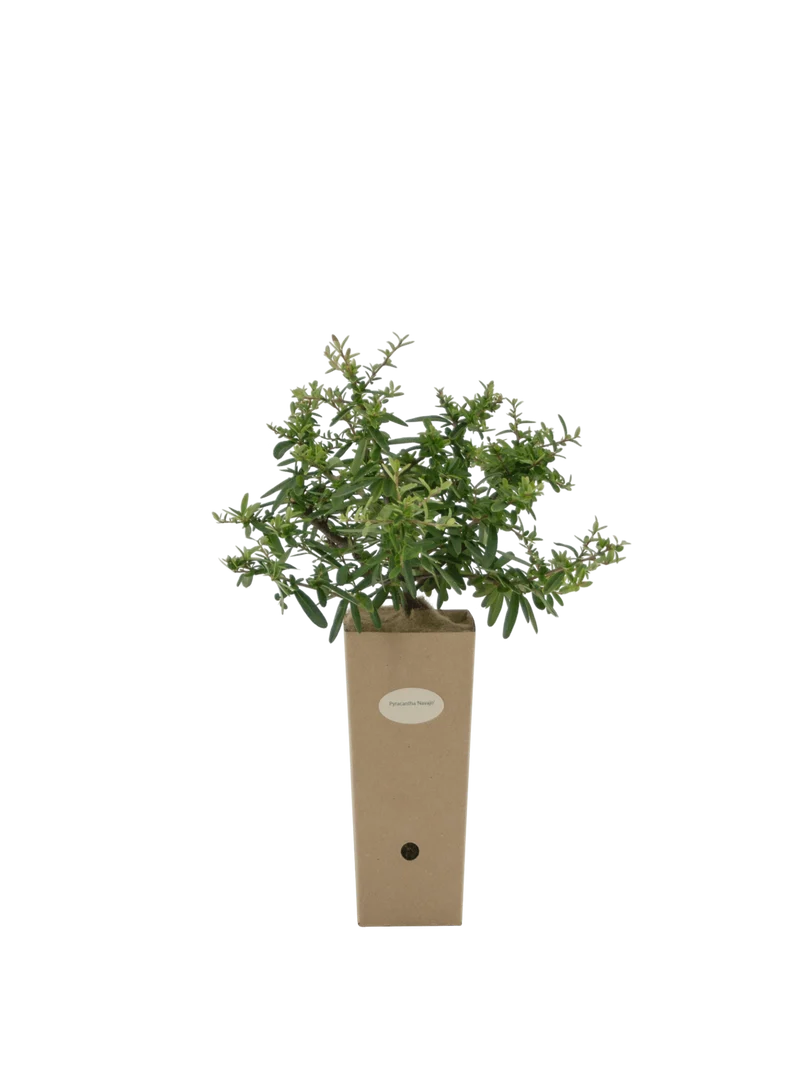 Pyracantha x 'Navaho'