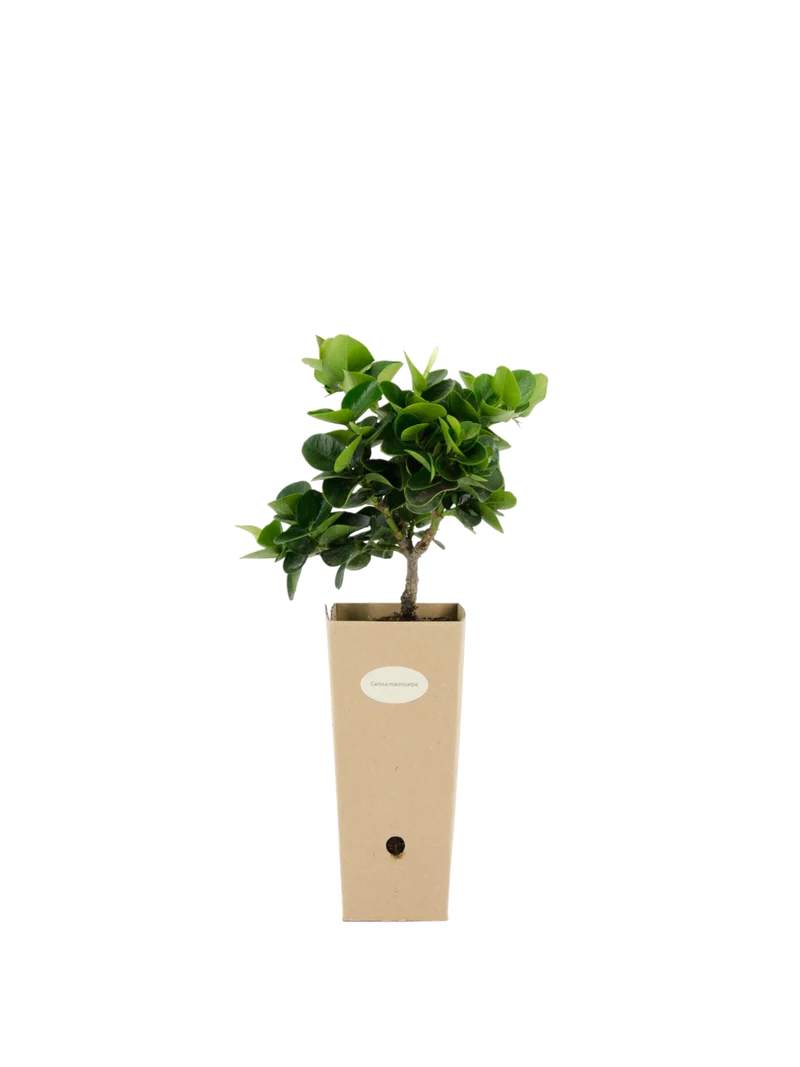 Carissa macrocarpa
