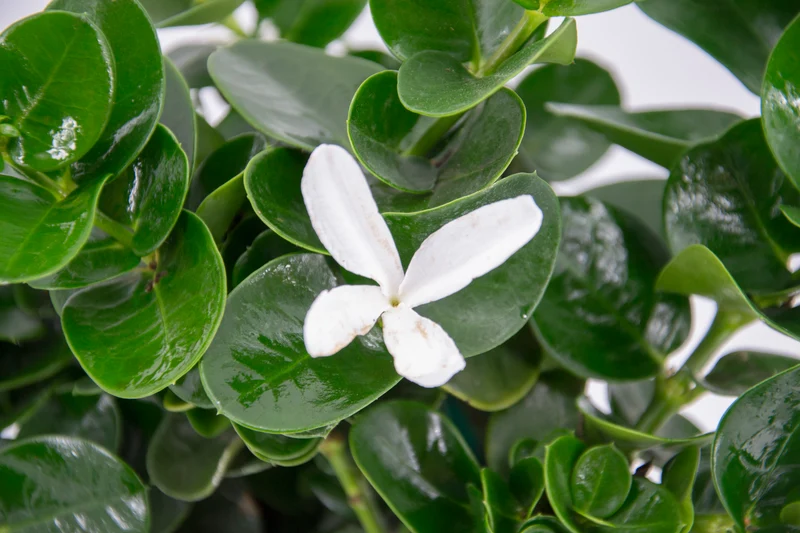 Carissa macrocarpa
