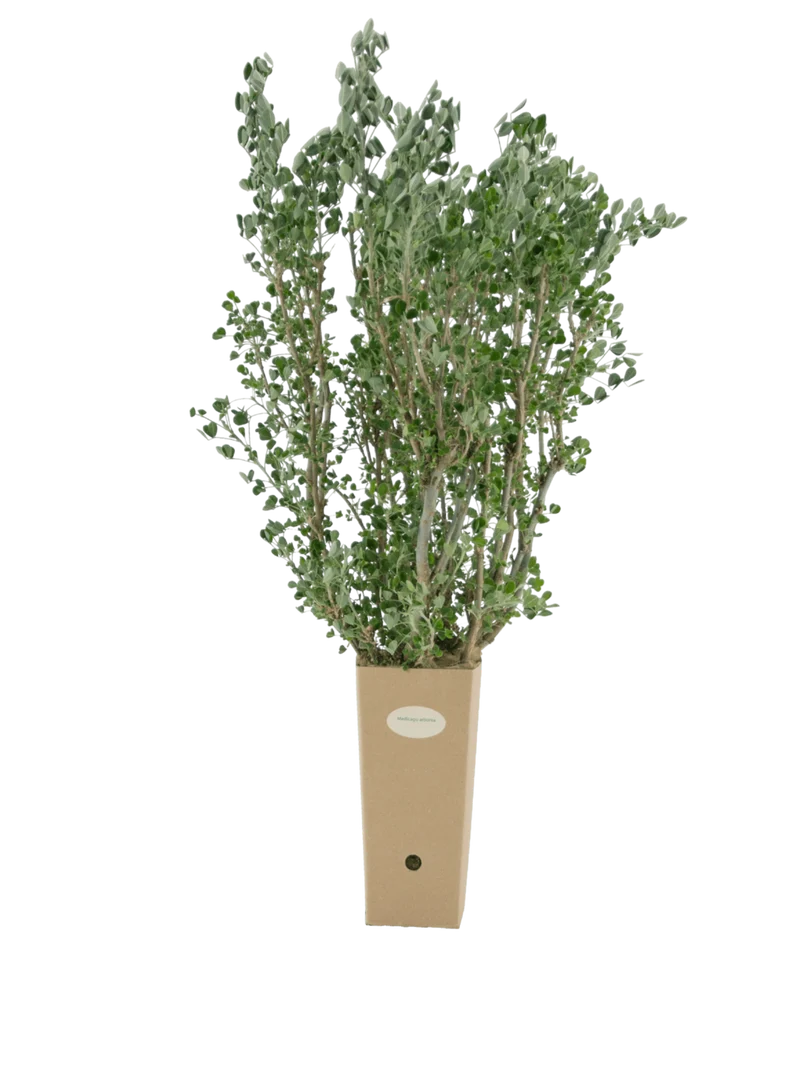Medicago arborea