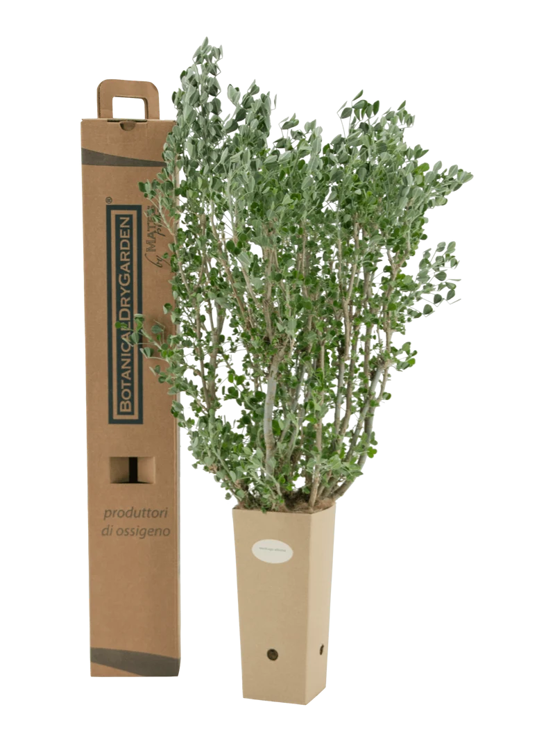 Medicago arborea