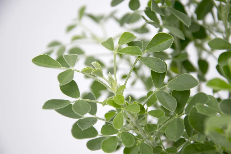 Medicago arborea