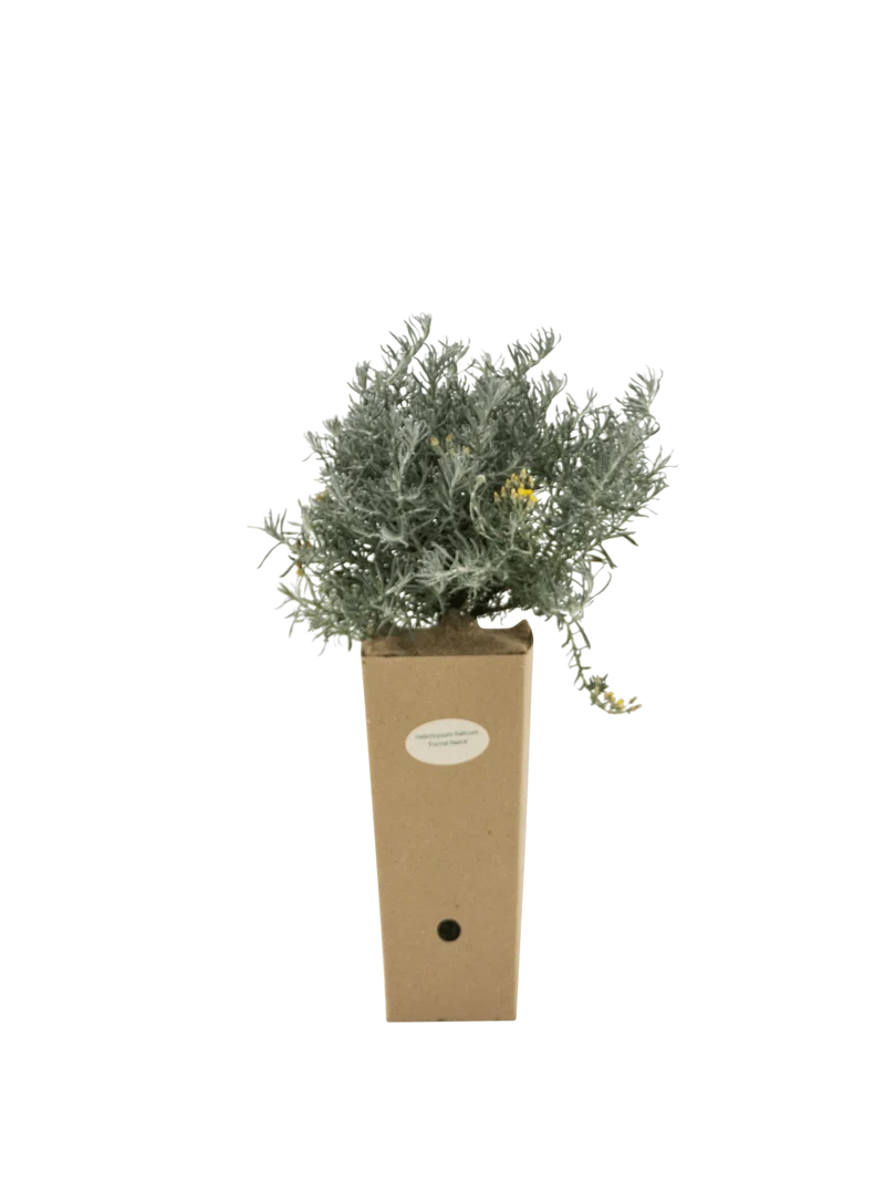 Helichrysum italicum 'Forme Naine'
