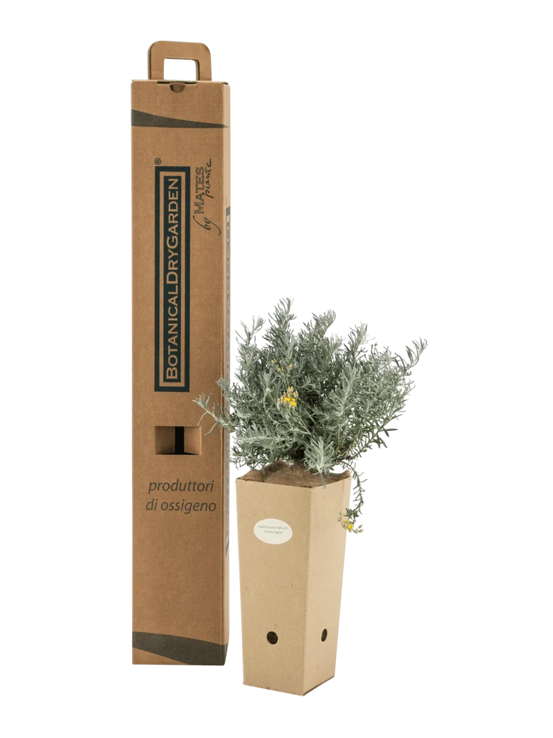 Helichrysum italicum 'Forme Naine'
