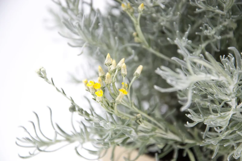 Helichrysum italicum 'Forme Naine'