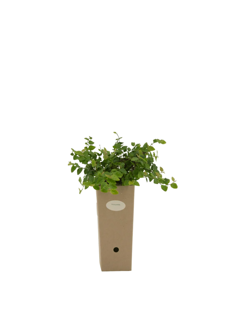 Ficus pumila