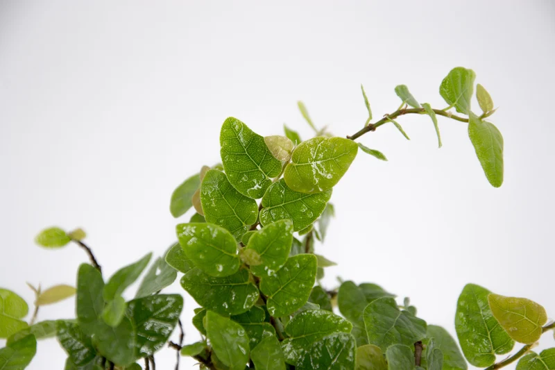 Ficus pumila