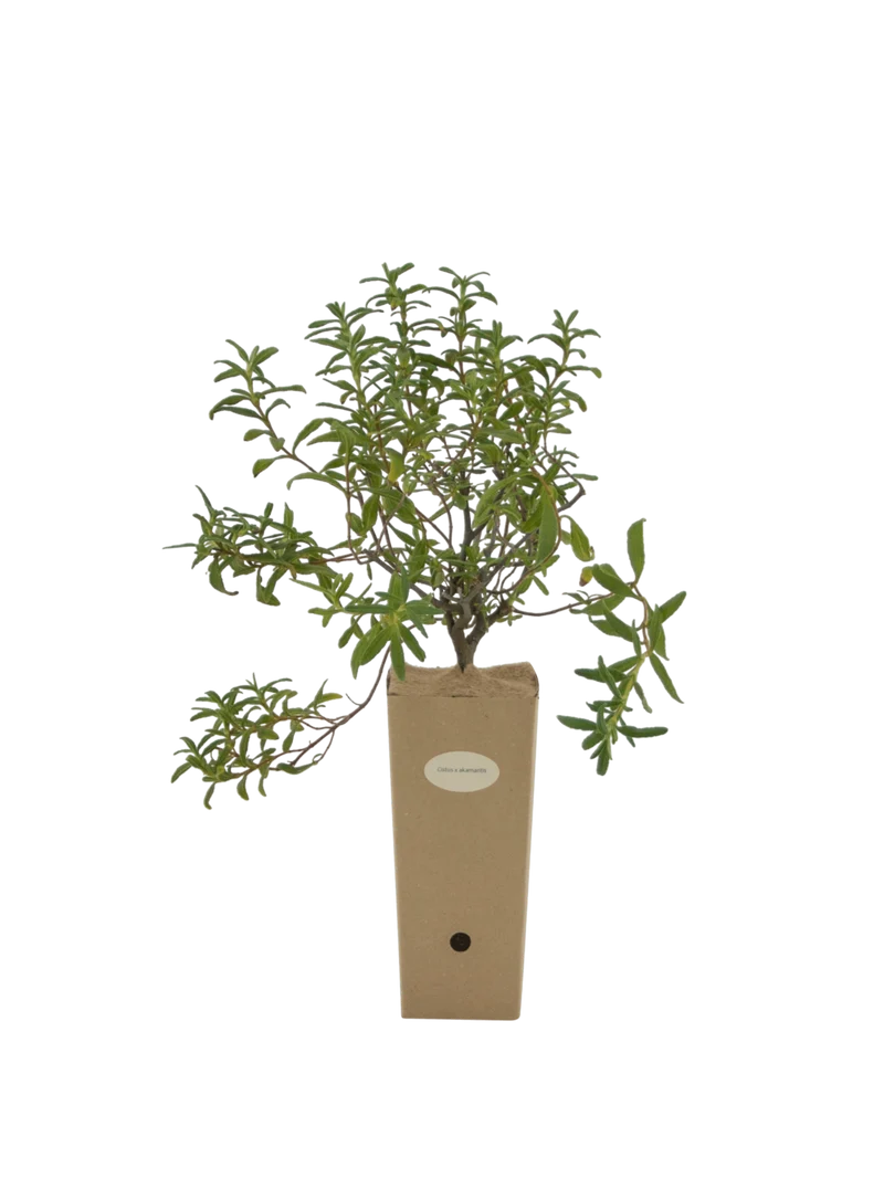 Cistus x akamantis