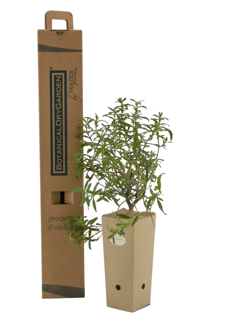 Cistus x akamantis