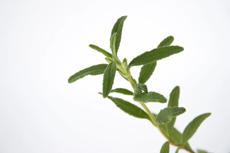 Cistus x akamantis