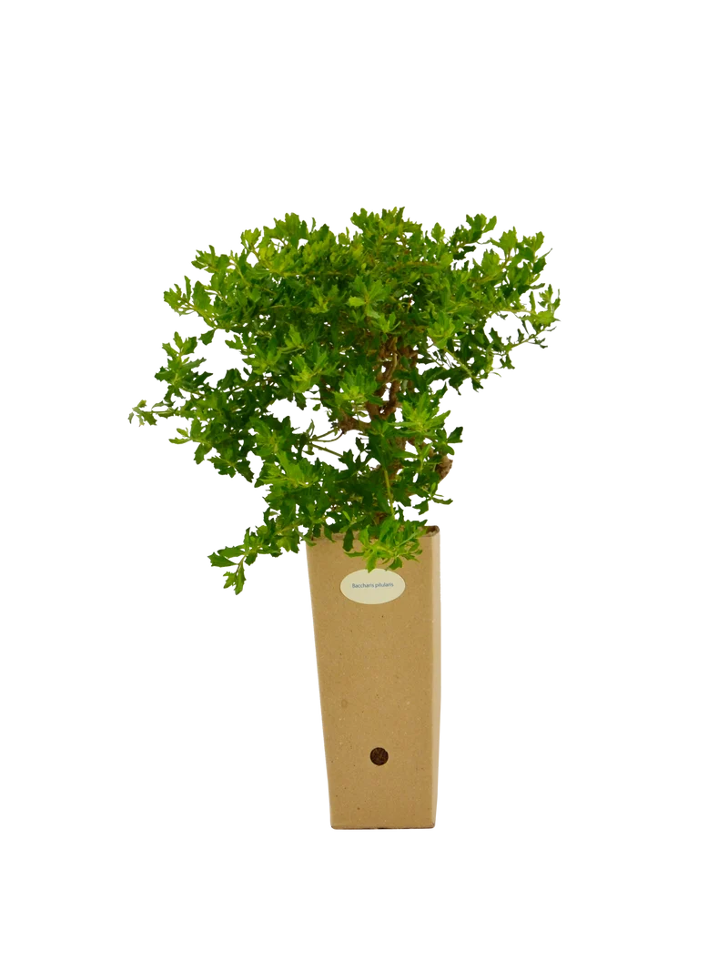 Baccharis pilularis