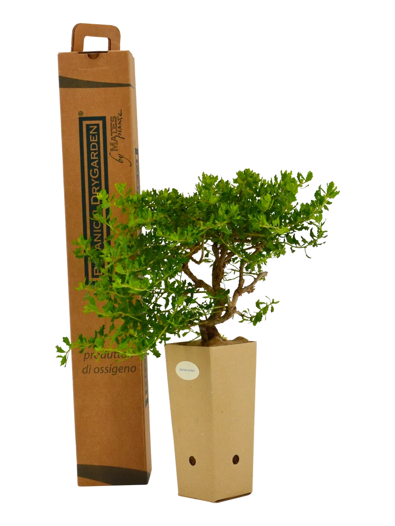 Baccharis pilularis