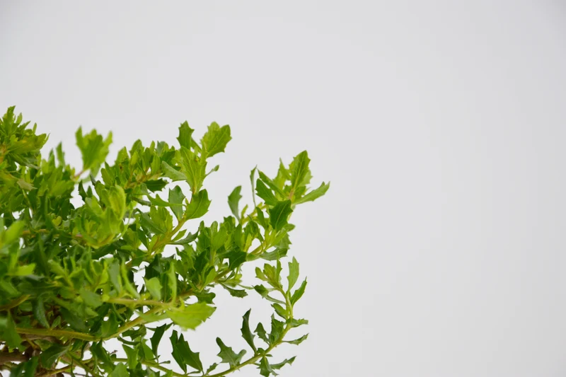 Baccharis pilularis