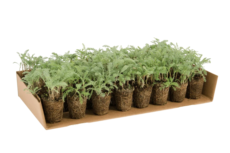 Prato di Achillea crithmifolia