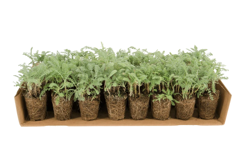 Prato di Achillea crithmifolia