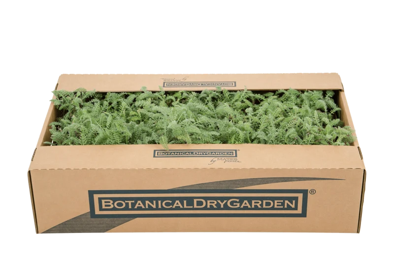 Prato di Achillea crithmifolia