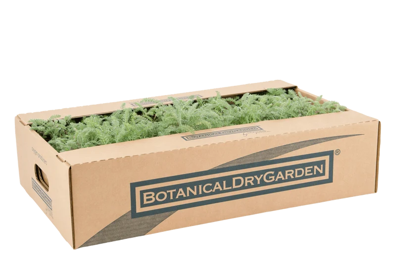 Prato di Achillea crithmifolia