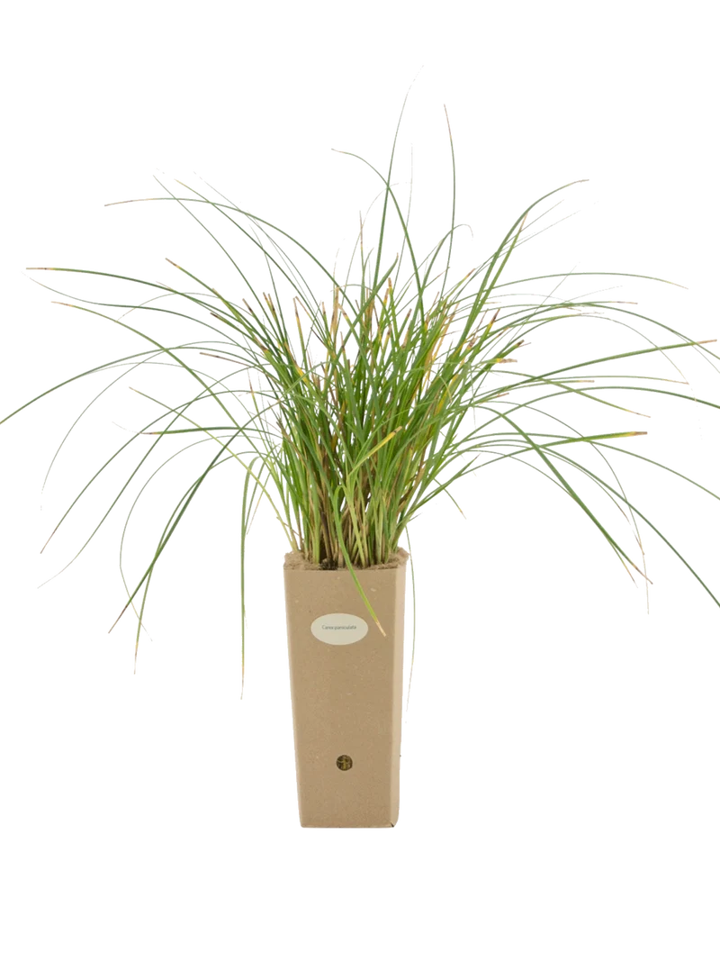 Carex paniculata