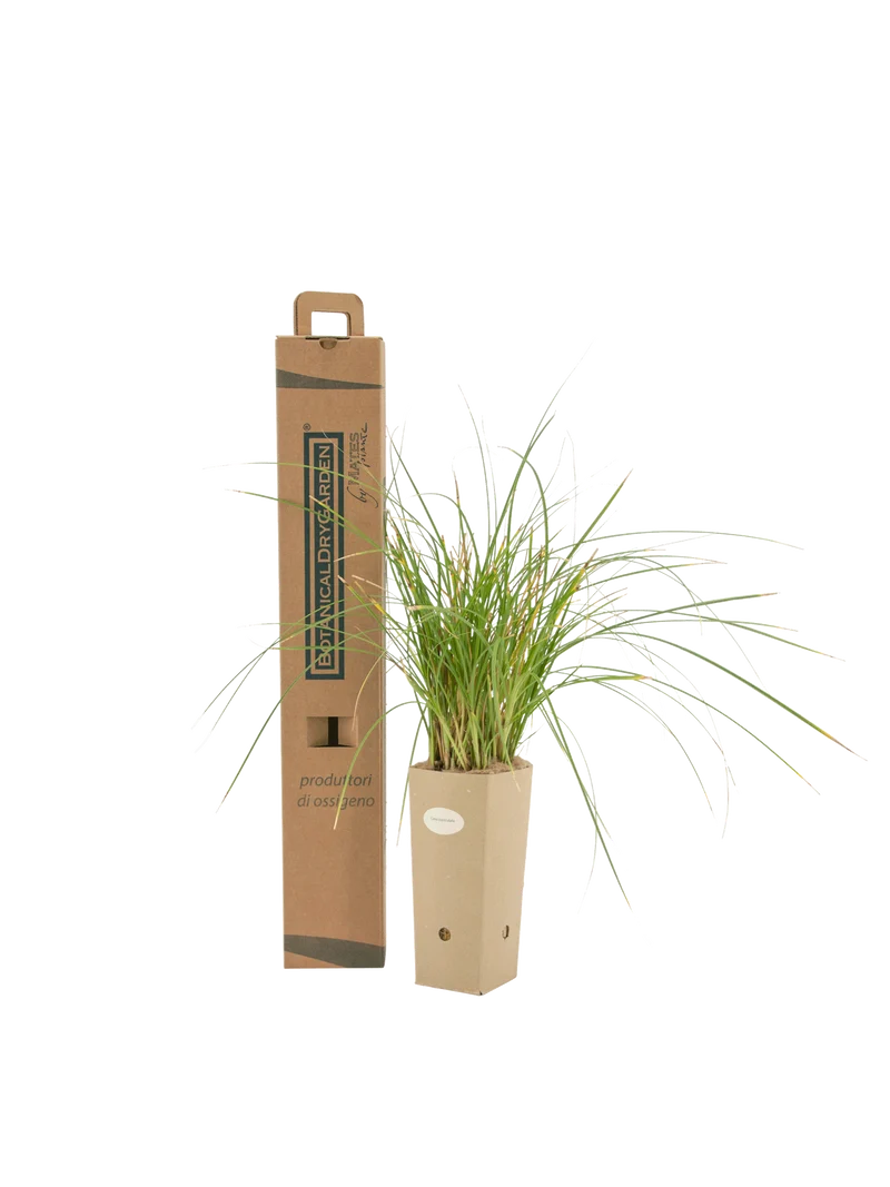 Carex paniculata
