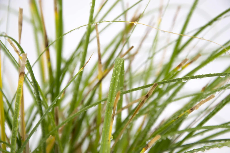 Carex paniculata