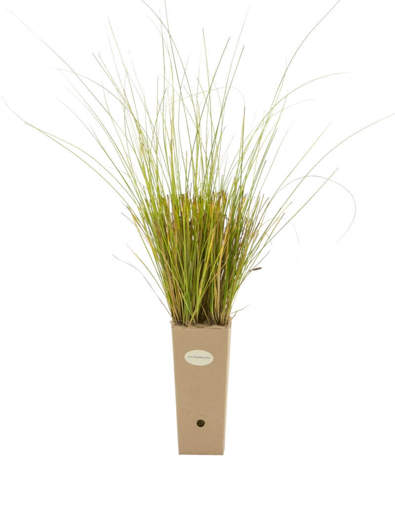 Carex flagellifera 'Kiwi'