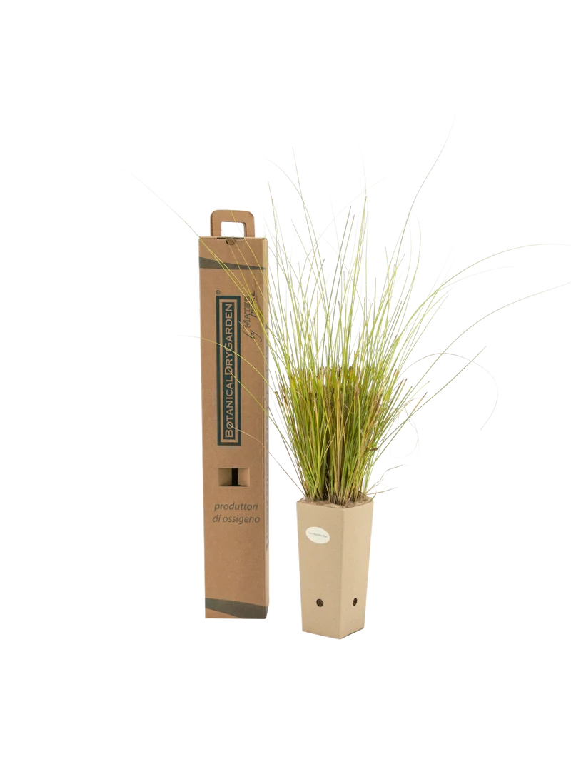 Carex flagellifera 'Kiwi'